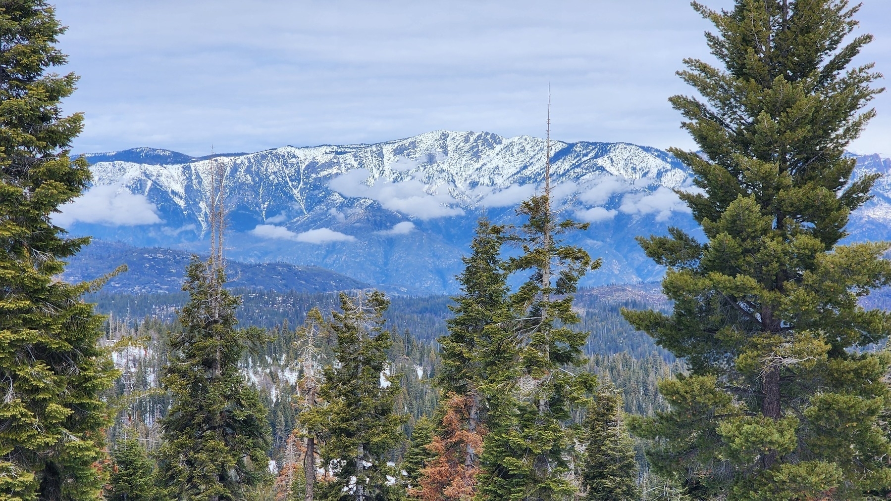 A scenic view of snow-capped mountains framed by tall evergreen trees.